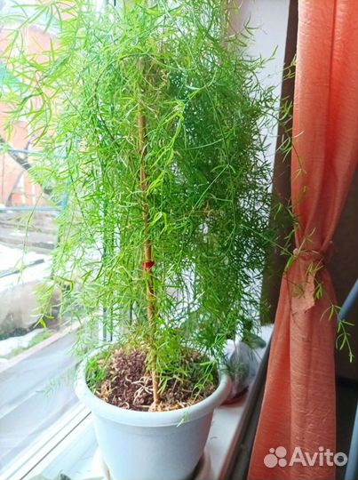 Аспарагус Шпренгера