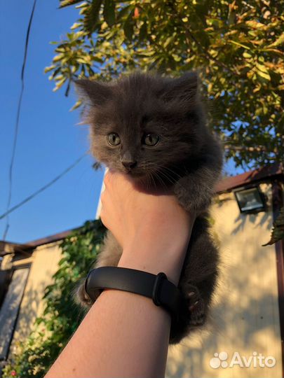 Котята ищут дом