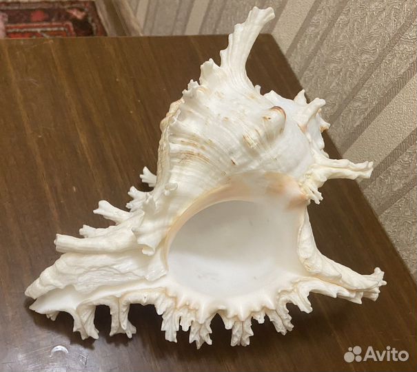 Ракушка океаническая