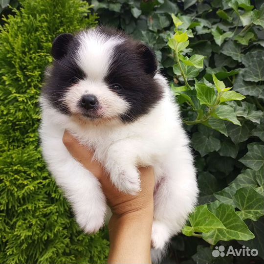 Померанский шпиц