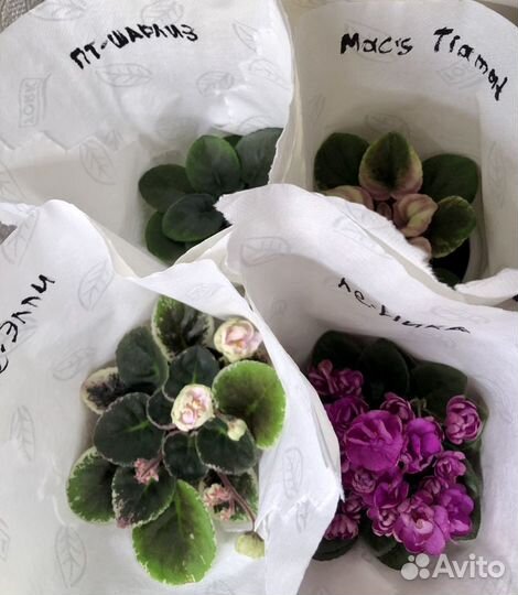 Черенки Фиалок