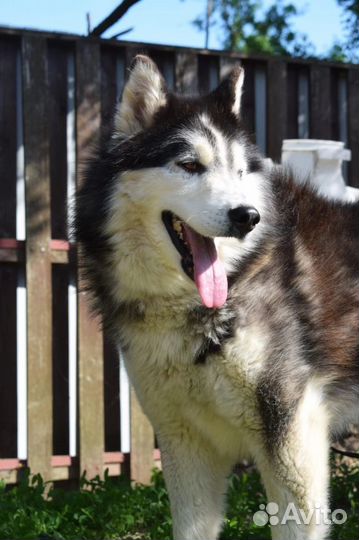 Собаки из приюта: пушистый Один