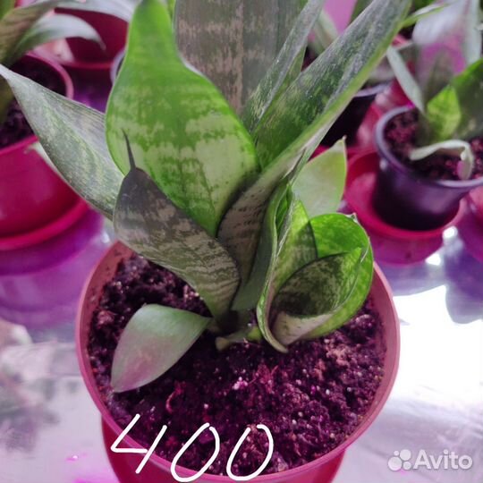 Сансевиерия декоративная