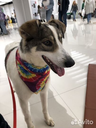 Собака в добрые руки