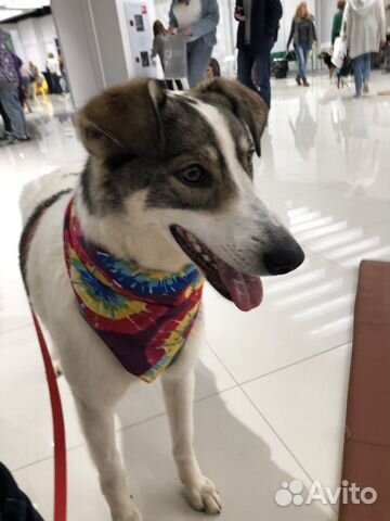 Собака в добрые руки