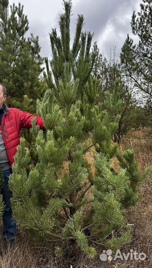 Сосна новогодняя оптом
