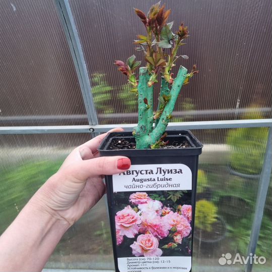 Розы флорибунда, спрей, чайно-гибридные