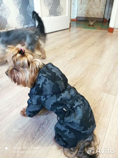 Одежда для собак