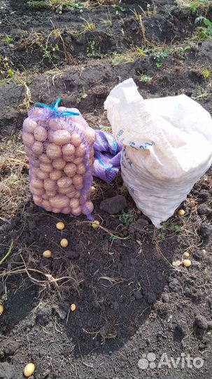 Продам картофель