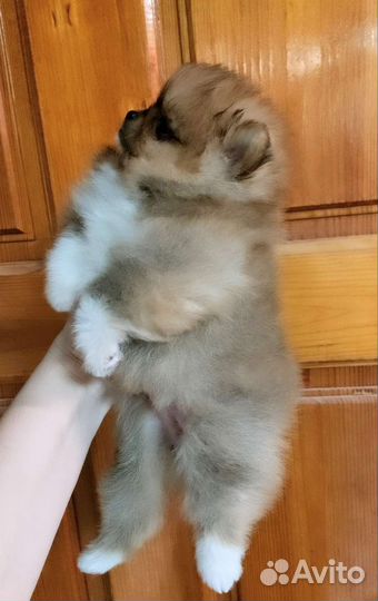 Без предоплат. Померанский шпиц мини девочки оранж