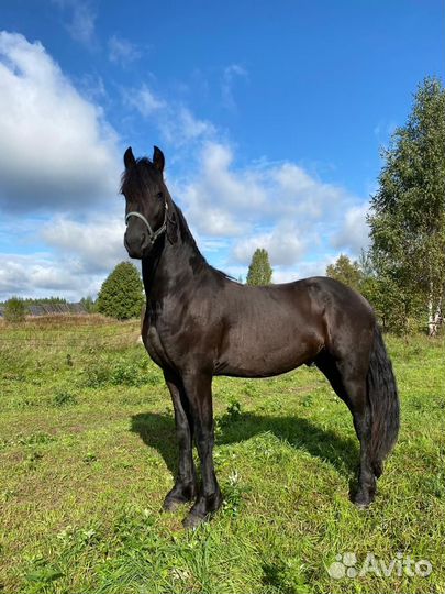 Фризский жеребец