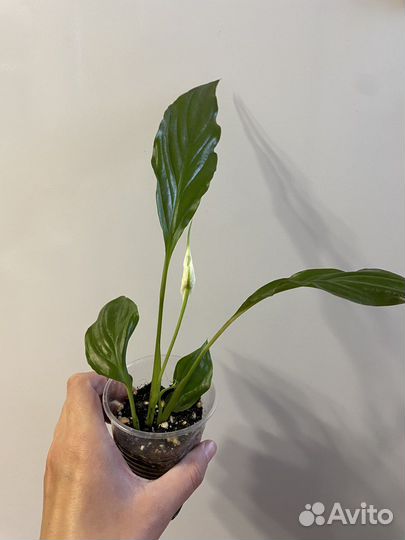 Спатифиллум. Комнатный цветок