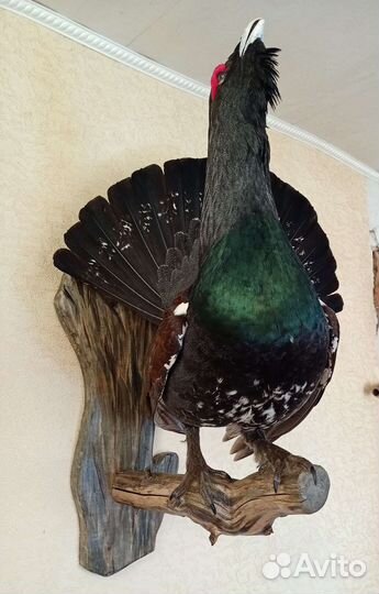 Глухарь чучело