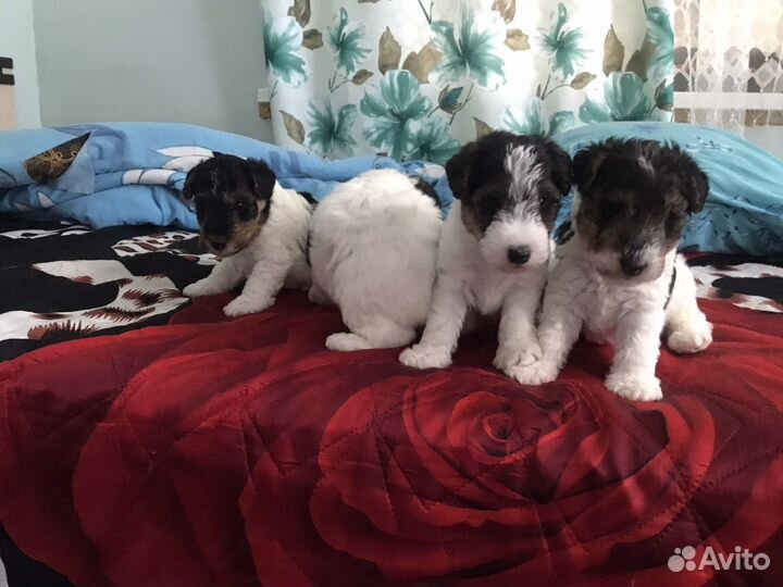 Фокстерьер жесткошерстный щенки