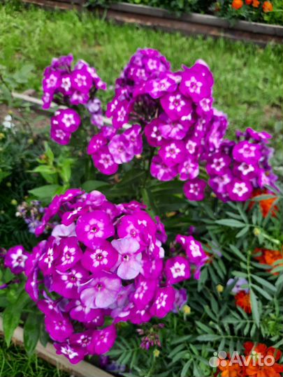 Сортовые флоксы