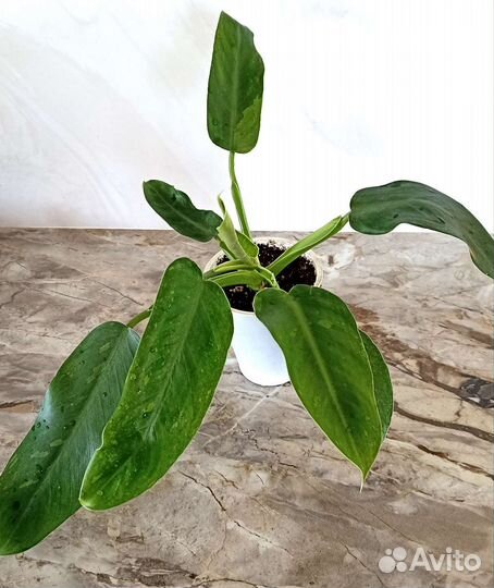 Филодендроны Комнатные растения Цветы