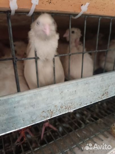 Перепела продажа