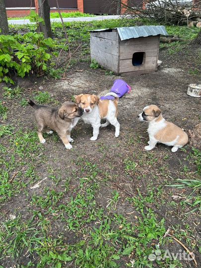 Щенки