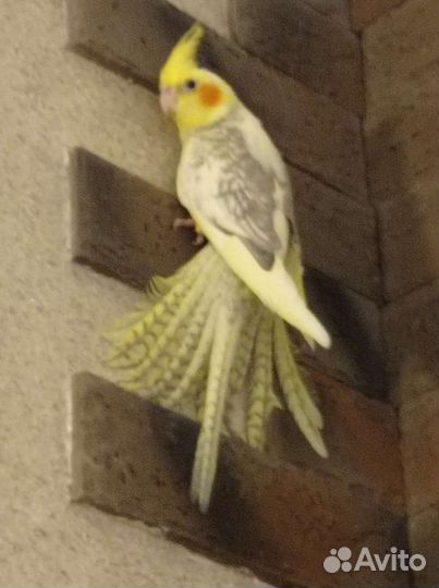 Попугай карелла птенцы