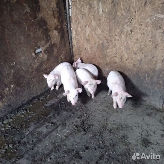 Поросята ландрас