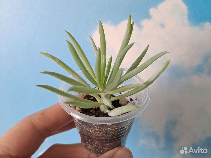 Суккуленты