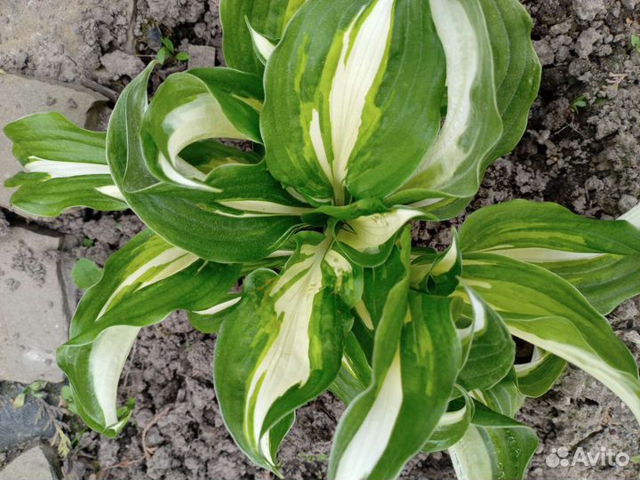 Саженцы декоративных растений