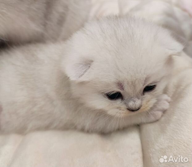 Котята породы шотландская серебристая шиншилла