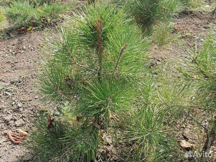 Туя, можевельник, сосна, самшит