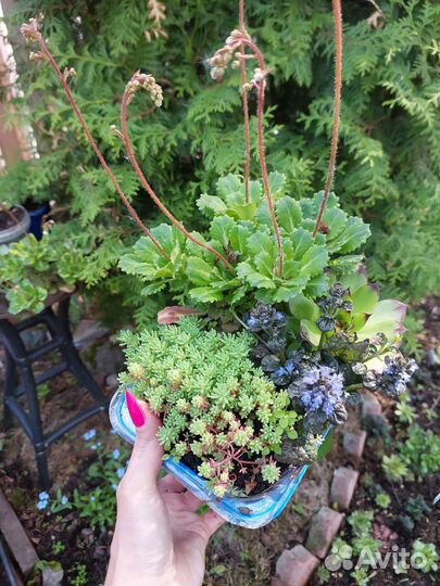 Суккуленты,почвопокровники