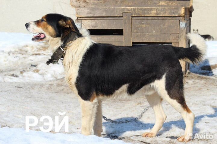 Собака в добрые руки