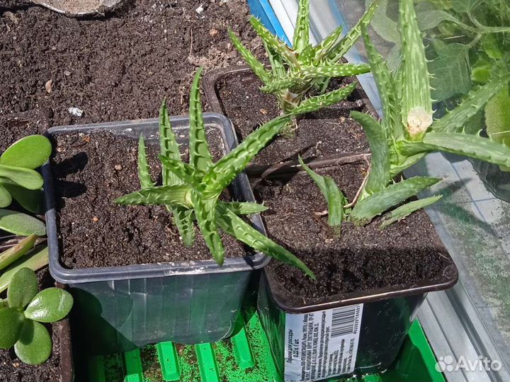 Алоэ, толстянка