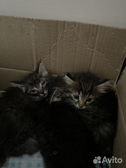Кошка в дар