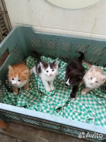Котята в добрые руки