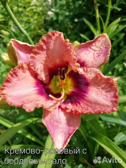 Продажа лилейников