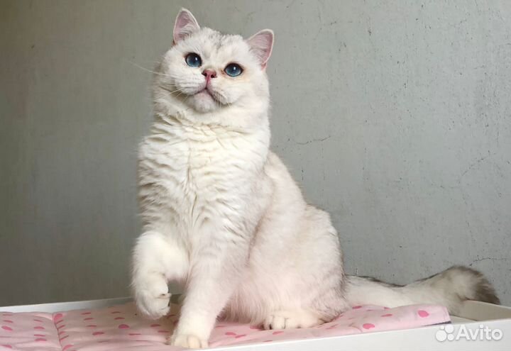 Британская