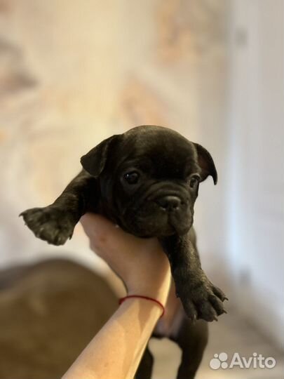 Щенки французского бульдога