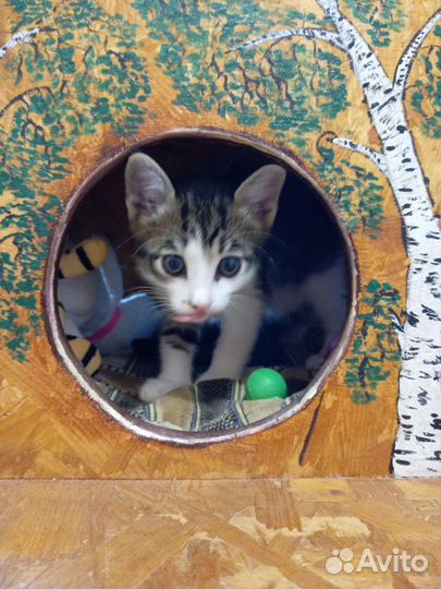 Котёнок в добрые руки