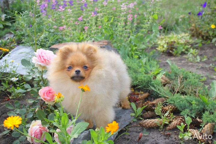 Шпиц- супер щенки Померанцы