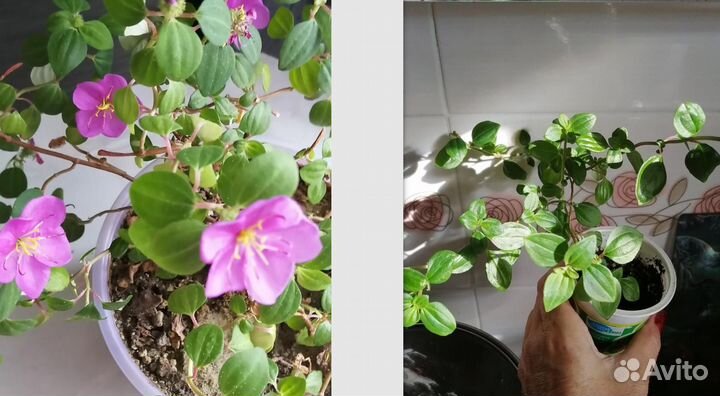 Тибухина карликовая (диссотис) - экзот