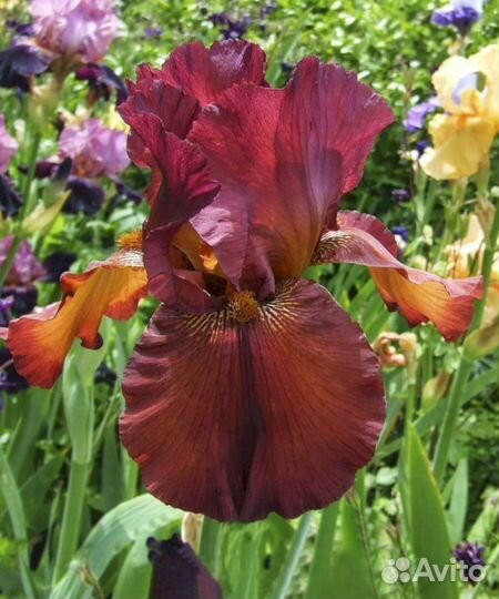 Ирисы Форт Апач