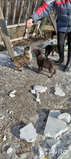 Щенки в добрые руки