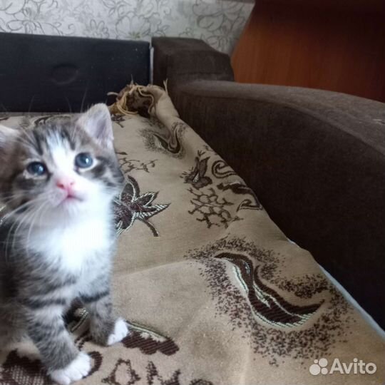 Котенок Сема