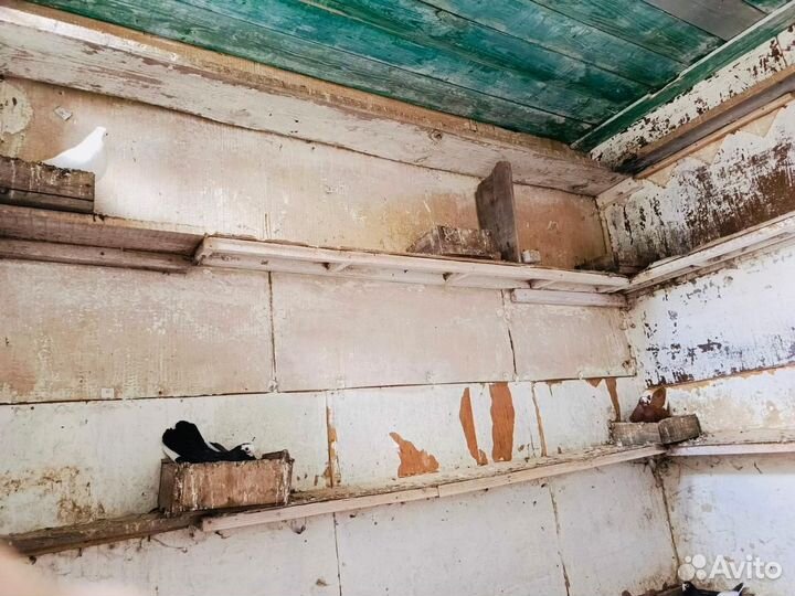 Продам голубятню