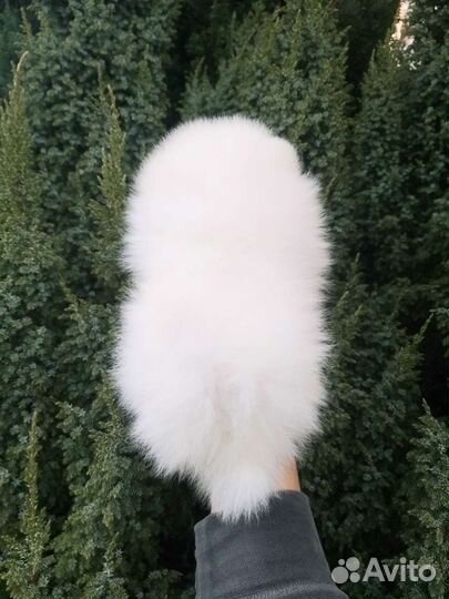 Мини Бейбичка девочка Померанский шпиц