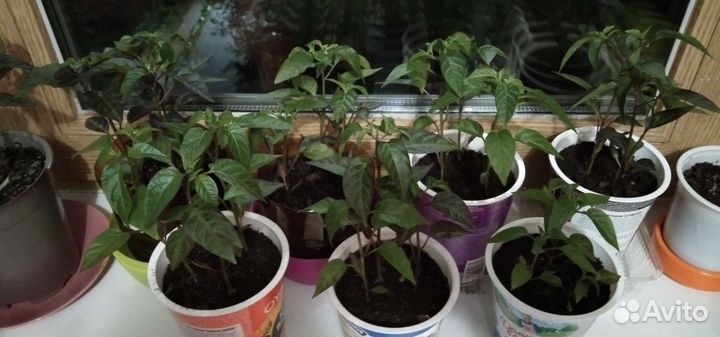 Перчик декоративный комнатный