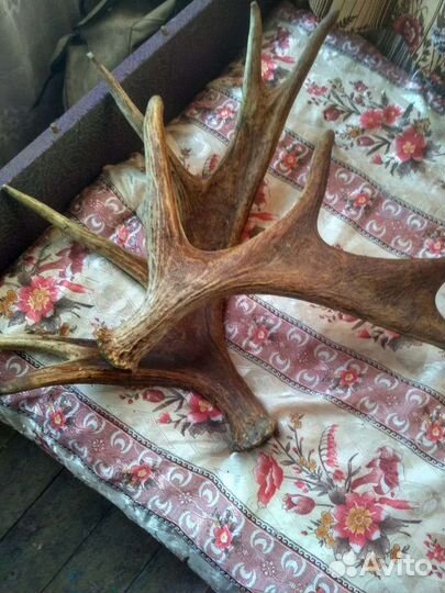 Продам рога лося