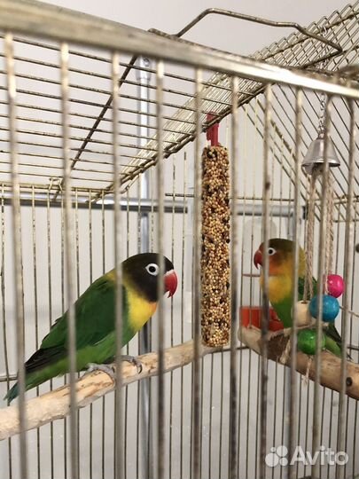 Ожереловый попугай пара