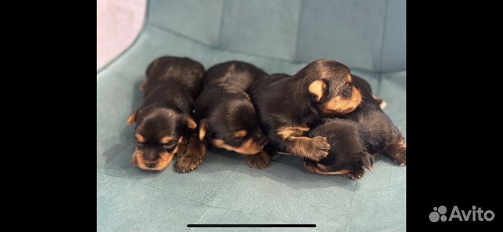 Щенки йорка