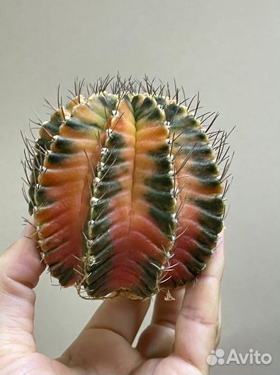 Большой Кактус Gymnocalycium variegate