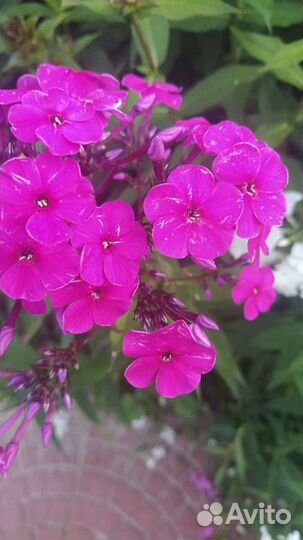 Флоксы. Предзаказ для осенней посадки